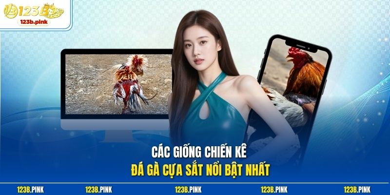 Các giống chiến kê Đá gà cựa sắt nổi bật nhất