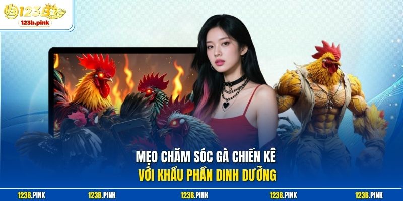 Mẹo chăm sóc gà chiến kê với khẩu phần dinh dưỡng